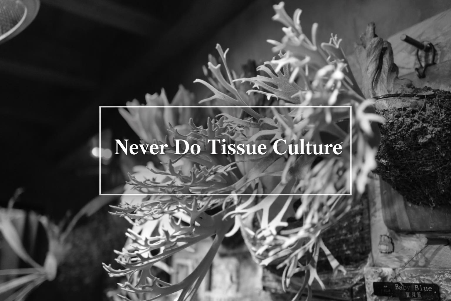 Pleco 鹿角蕨工作室 - Never Do Tissue Culture