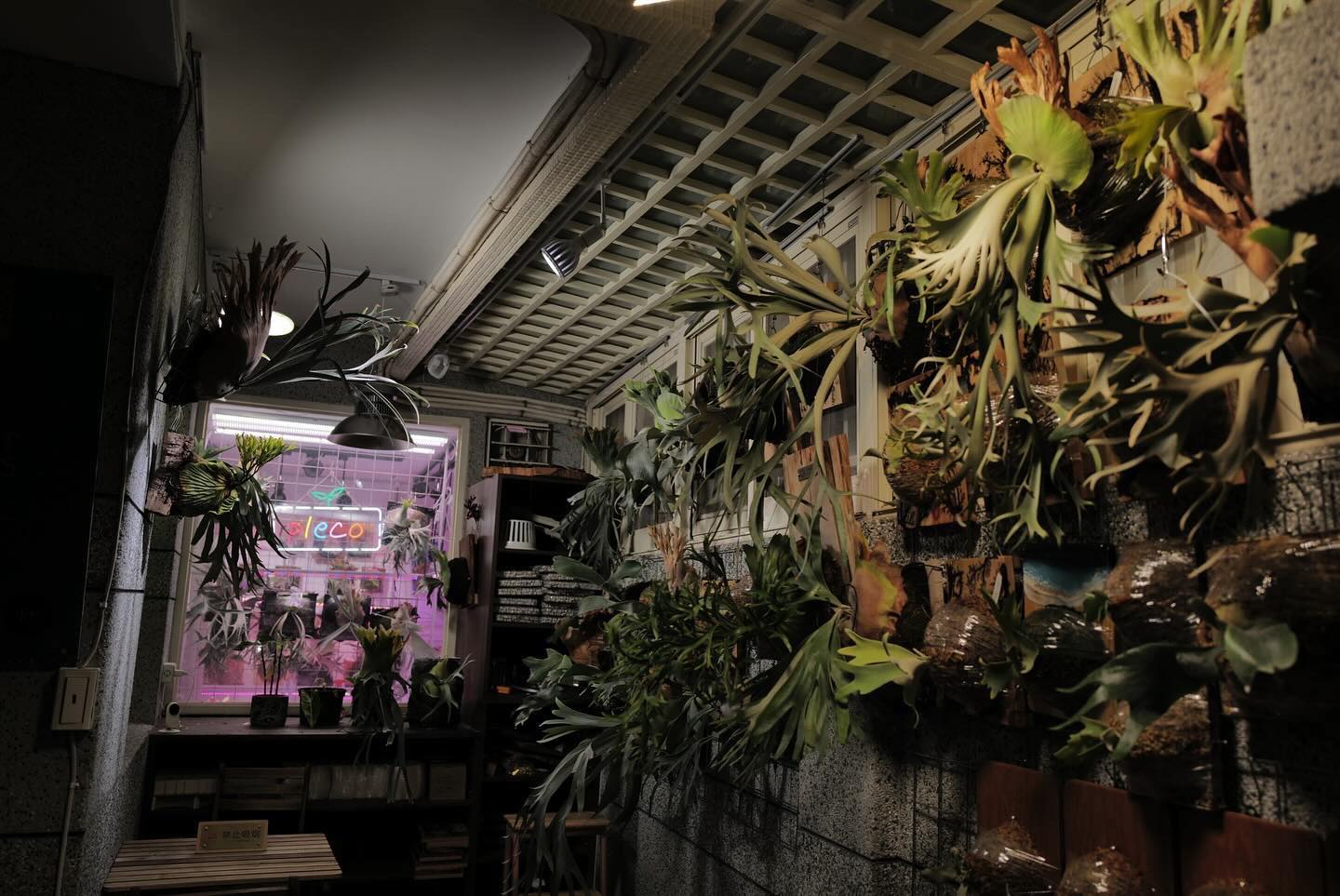 Pleco 鹿角蕨形象照 1