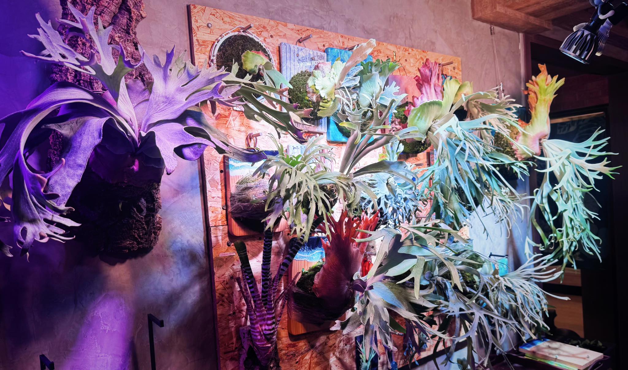 Pleco 鹿角蕨形象照 2