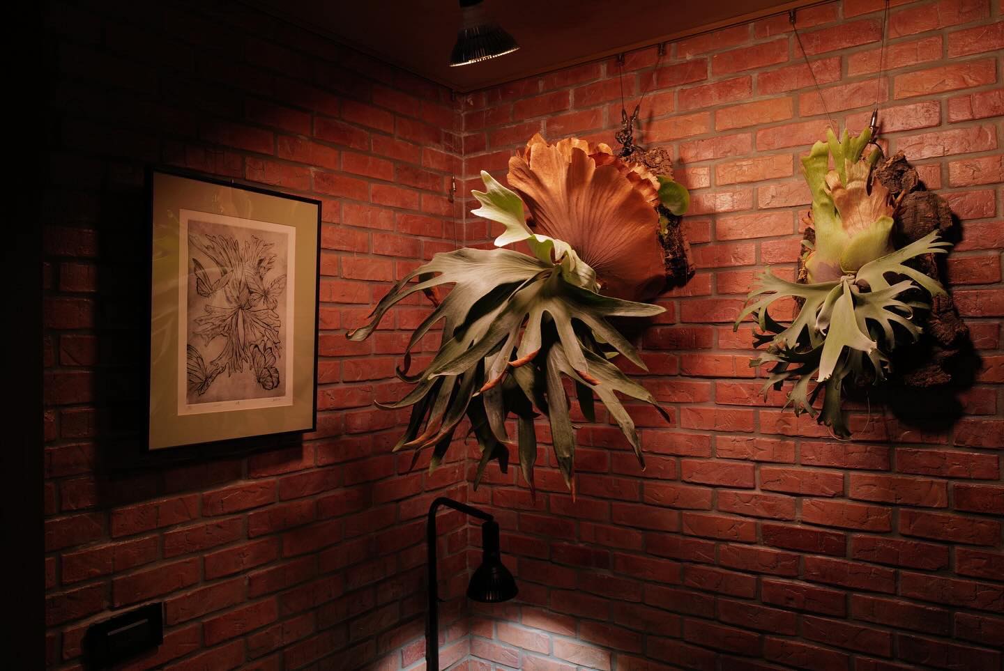 Pleco 鹿角蕨形象照 3