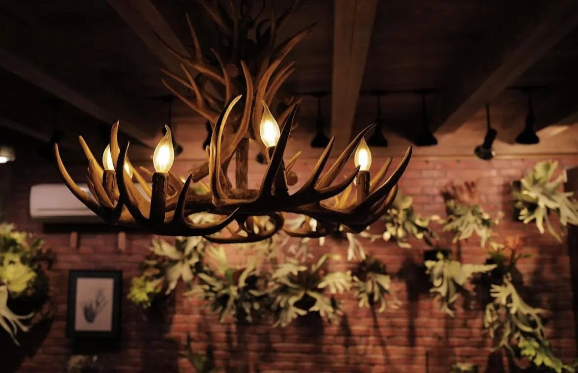 Pleco 鹿角蕨形象照 4