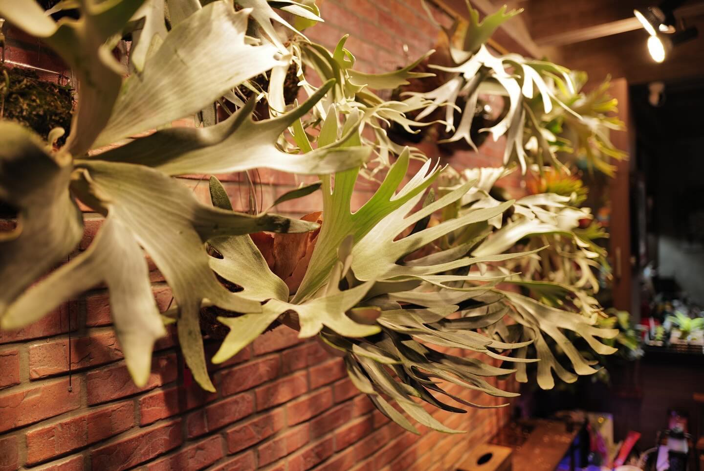 Pleco 鹿角蕨形象照 5