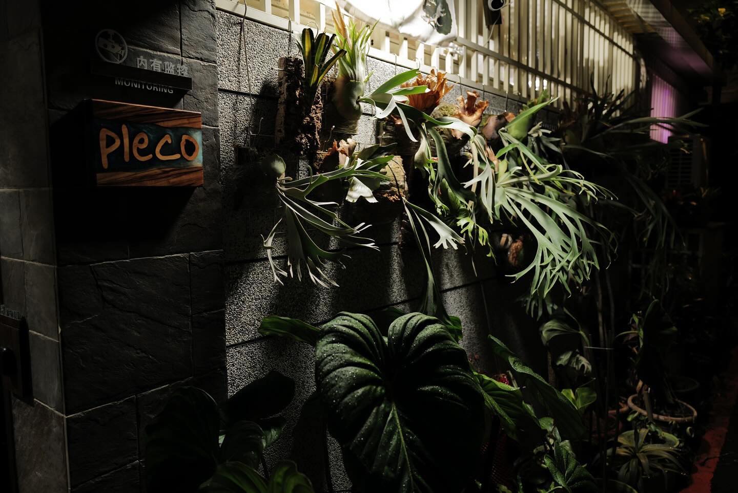 Pleco 鹿角蕨形象照 6