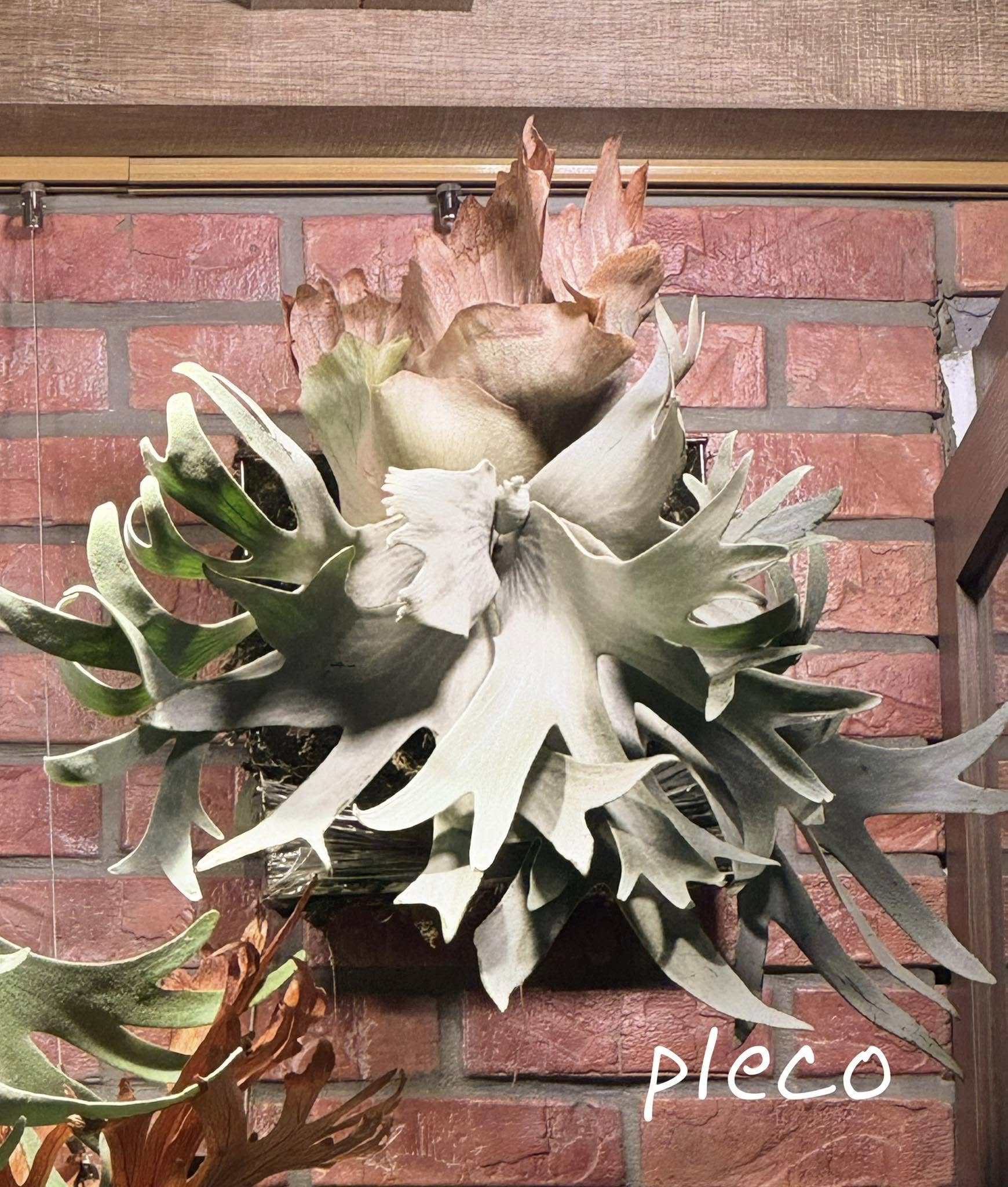 Pleco 鹿角蕨形象照 7