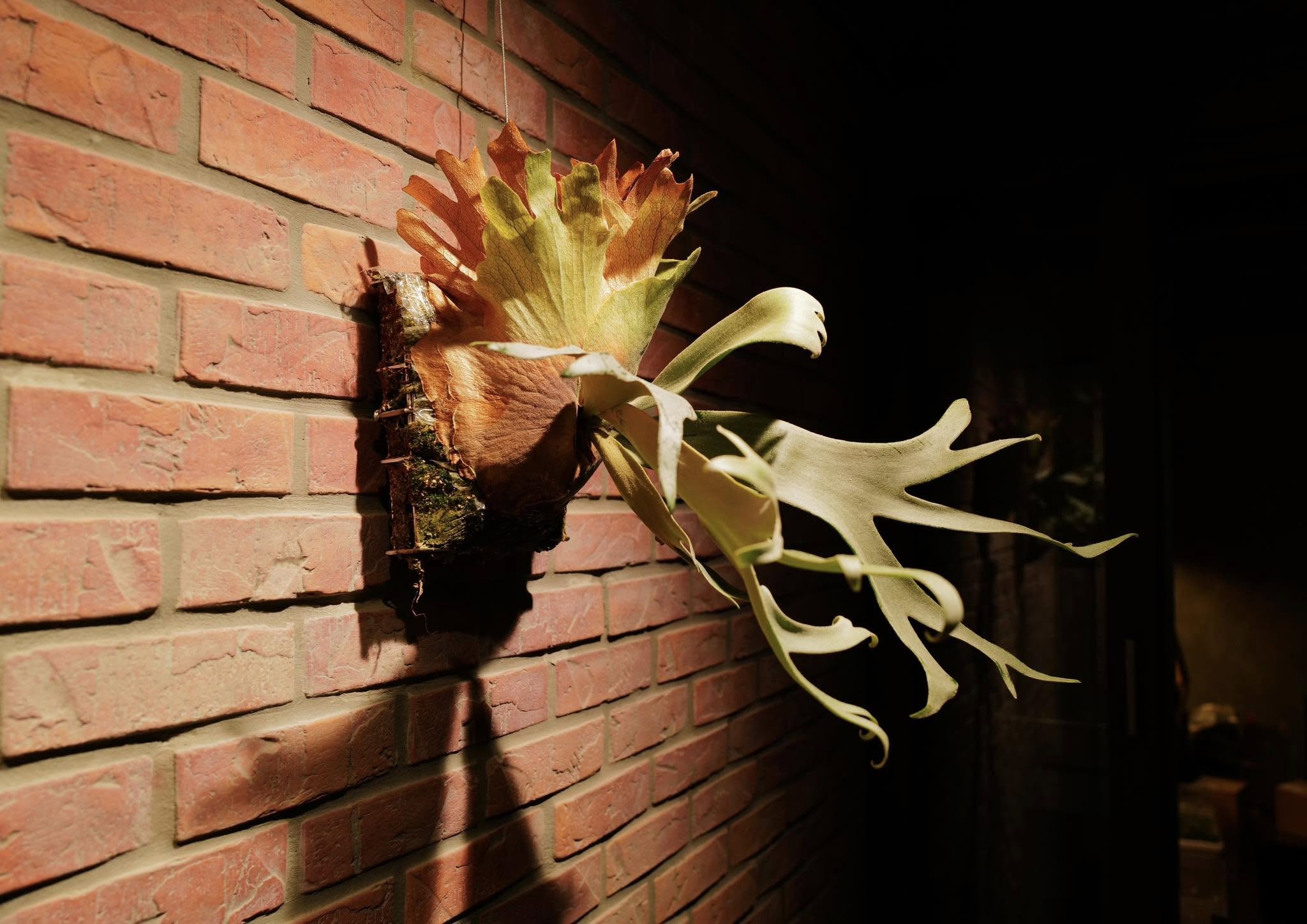 Pleco 鹿角蕨形象照 8