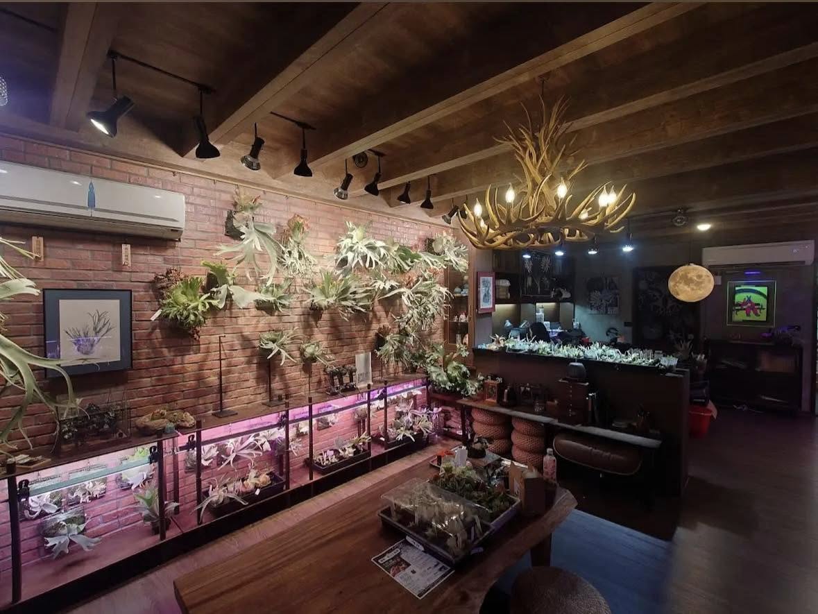 Pleco 鹿角蕨形象照 9